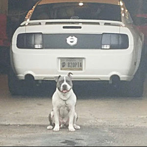 Meet your Posher, Boringman